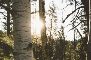 Utah Forest Trees widescreen