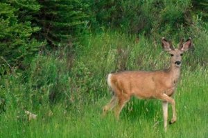 Utah Forest deer 2 widescreen