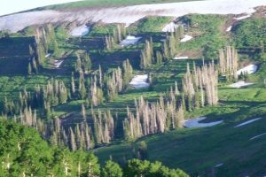 Utah State Forest Manti widescreen